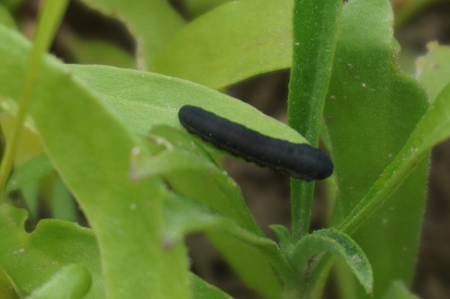 Turnip Sawfly photo 2