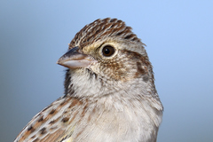 Cassin's Sparrow photo 2