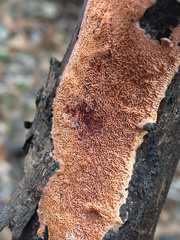 Ceriporia purpurea