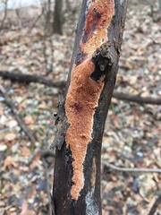 Ceriporia purpurea