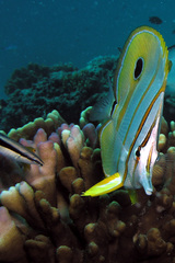 Chelmon rostratus