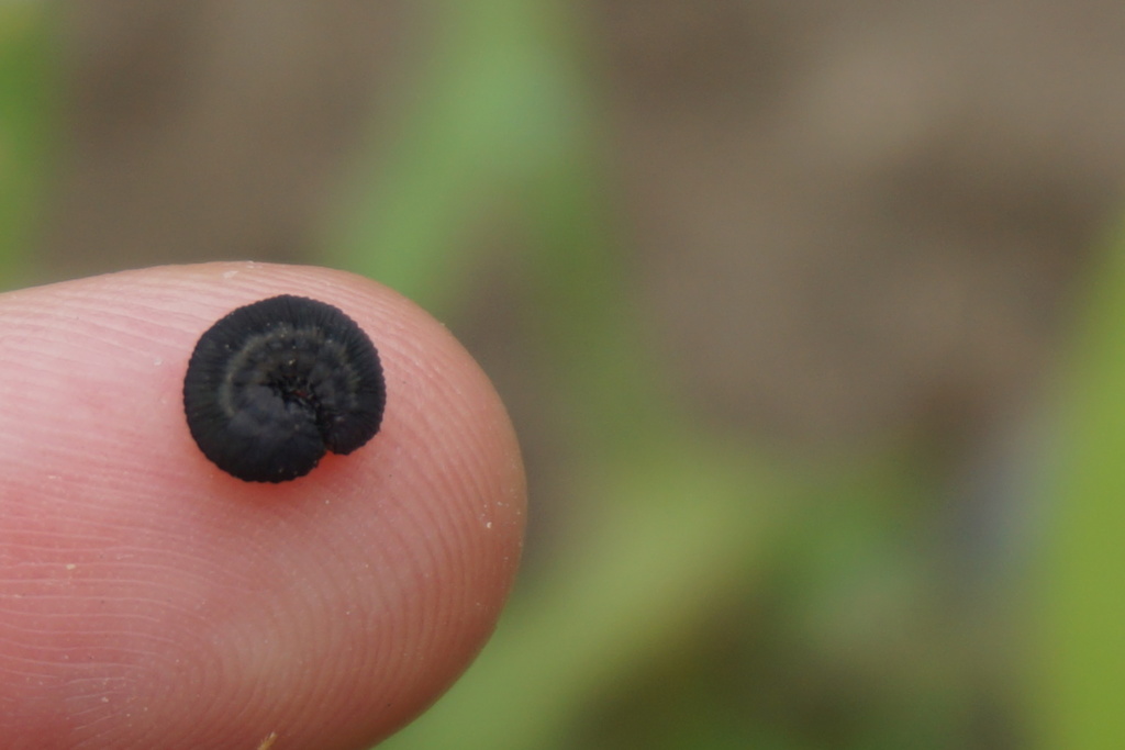Turnip Sawfly