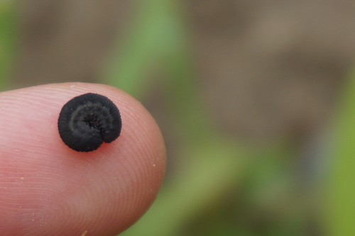 Turnip Sawfly