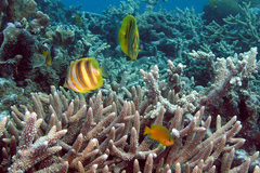 Chaetodon rainfordi