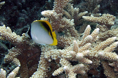 Chaetodon lineolatus