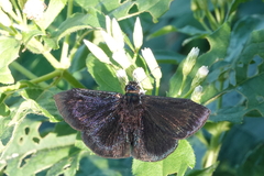 Ephyriades arcas