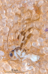 Graphopsocus cruciatus