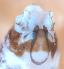 Mesopsocus immunis