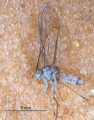 Mesopsocus immunis