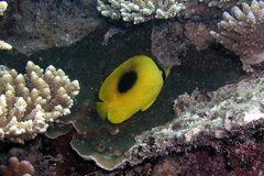 Chaetodon speculum