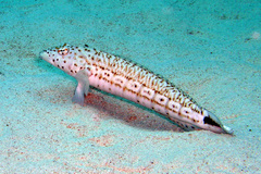 Blacktail Grubfish photo 2