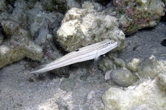 Valenciennea muralis