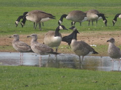 Branta canadensis