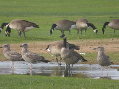 Corvus brachyrhynchos