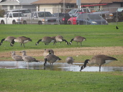 Branta canadensis