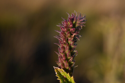 MacDougal verbena (Verbena macdougalii)