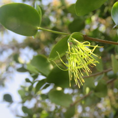 Amyema glabra
