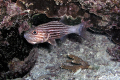 Cheilodipterus macrodon