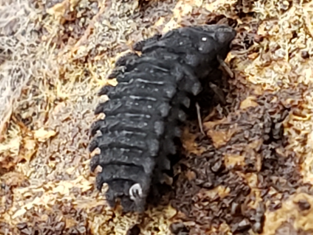 Aphorista vittata