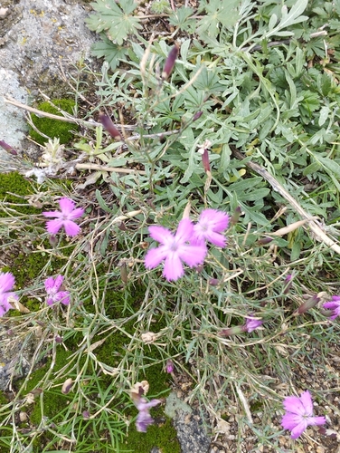 Dianthus hypanicus observed 2025-10-20