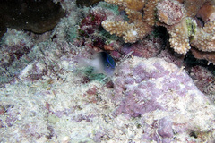 Chrysiptera rollandi