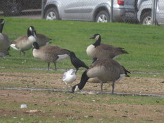 Branta canadensis
