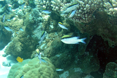Chromis nitida