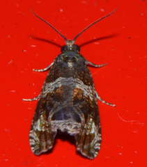 Olethreutes valdanum