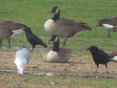 Branta canadensis
