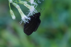 Ephyriades arcas