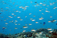 Chromis nitida