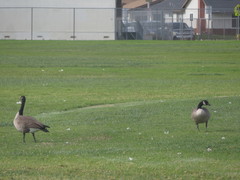 Branta canadensis