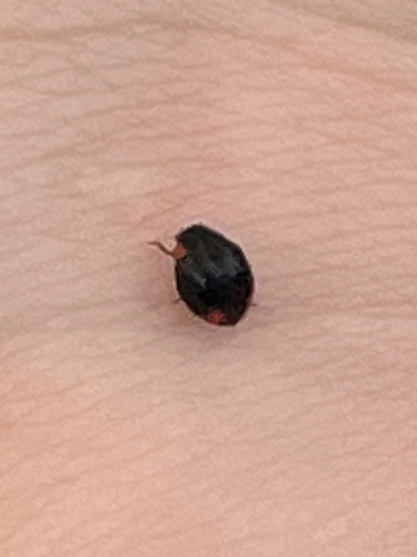 Bigeminate Sigil Lady Beetle photo 5