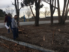 Butyriboletus querciregius