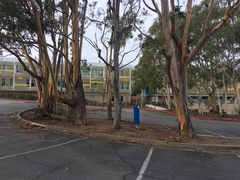 Butyriboletus querciregius