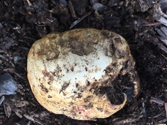 Butyriboletus querciregius