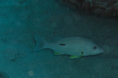 Lutjanus russellii