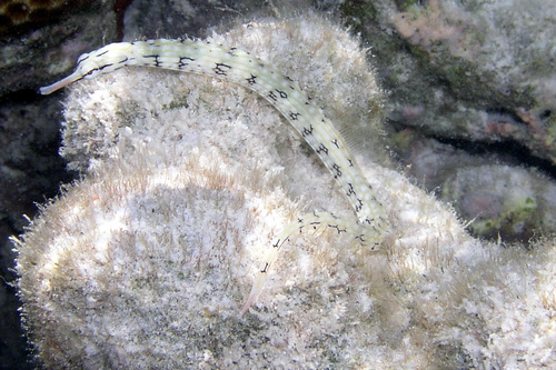 Gebande zeenaald (Corythoichthys intestinalis) — Syngnathidae