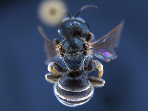 iNaturalist observation photo of Tripartite Sweat Bee
