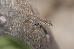 Anolis brevirostris