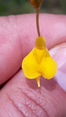 Utricularia laxa