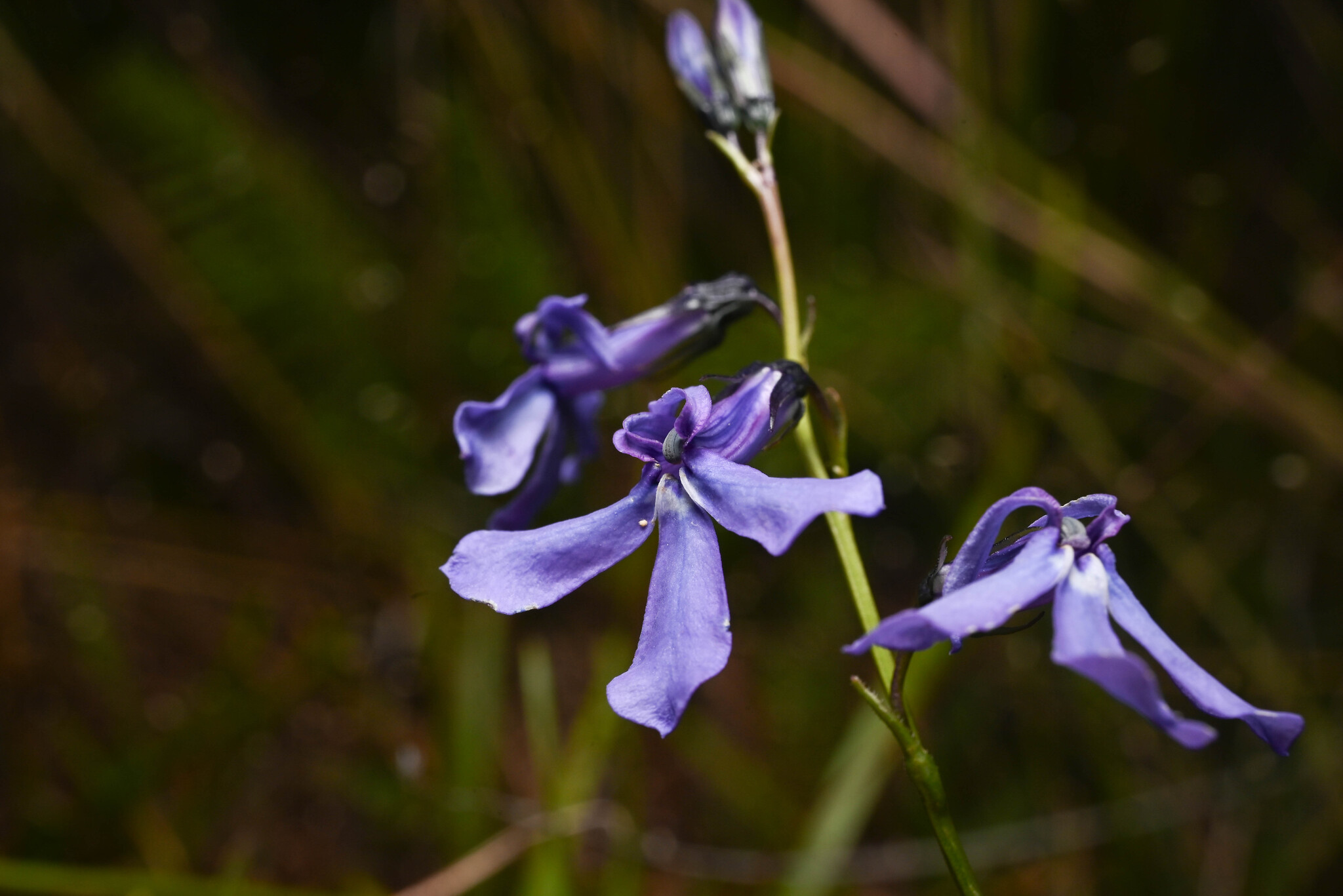 Apache Lobelia (Lobelia anatina)