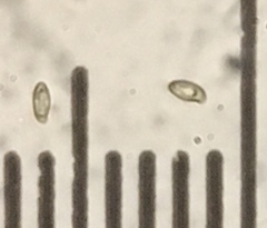 Butyriboletus querciregius