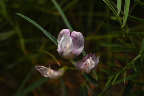 Grassleaf Pea (Lathyrus graminifolius)