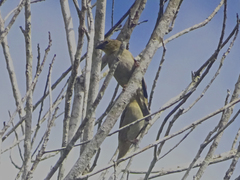 Foudia madagascariensis