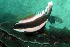 Heniochus chrysostomus