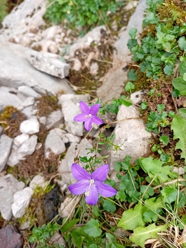 Orviedo Bellflower (Campanula arvatica)