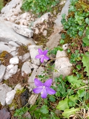 Campanula arvatica, photograph (c) Gijs Romijn, some rights reserved (CC BY)
