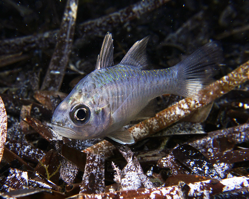 Gobbleguts (Ostorhinchus rueppellii) — Apogonidae