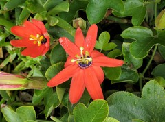 Passiflora manicata